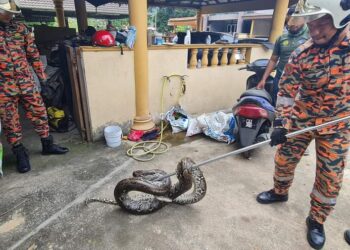 ANGGOTA bomba dan penyelamat sedang menangkap ular sawa seberat 60 kilogram di Taman Melati, Raub, Pahang. - IHSAN BBP RAUB