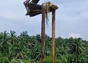 VIDEO tular seekor ular sawa batik bersaiz gergasi diangkat menggunakan jengkaut di Jalan Kubu Gajah dekat Selama, Larut, Perak semalam. - MEDIA SOSIAL