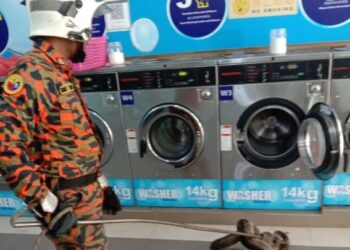 ANGGOTA bomba dan penyelamat menangkap ular sawa yang ditemukan dalam salah sebuah mesin basuh di pusat dobi di Jalan Impian Emas 22, Taman Impian Emas, Johor Bahru.