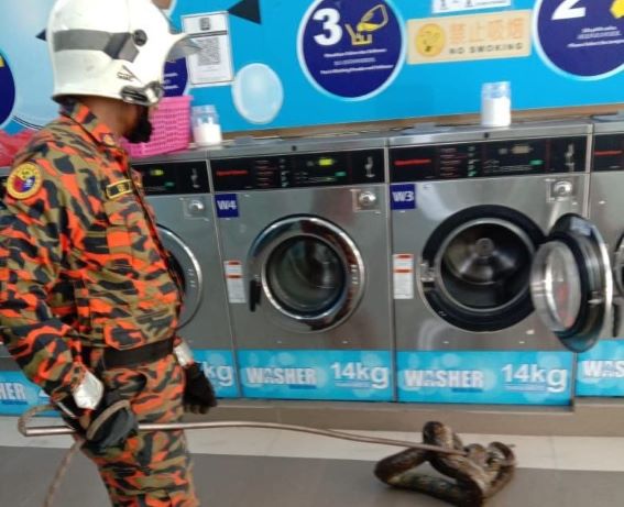 Pelanggan terkejut ular sawa dalam mesin basuh kedai dobi