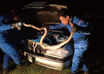 DUA anggota APM menangkap seekor ular sawa selepas menyorok di dalam bonet kereta
Mercedes di Kampung Pengkalan Nangka, Pengkalan Chepa, Kota Bharu, Kelantan semalam . - UTUSAN/IHSAN APM