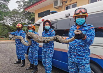 ULAR sawa sepanjang lima meter dan seberat 60 kilogram yang kekenyangan selepas menelan dua ekor itik di sebuah reban milik penduduk di kuarters Jabatan Hutan, Pokok Sena, Kedah, ditangkap anggota APM, hari ini.