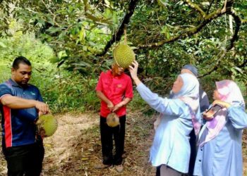  

SEKUMPULAN pegawai Jabatan Pertanian meninjau ladang durian yang diserang penyakit misteri di Kelantan kelmarin. - IHSAN JABATAN PERTANIAN MALAYSIA