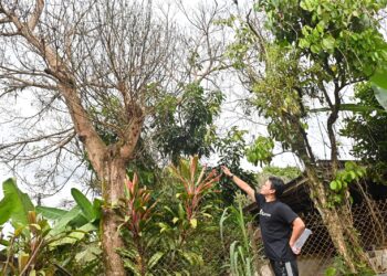 WAN Mohd. Zulhilmi Wan Mohd. Zaidan menunjukkan salah satu pokok mempelam yang hampir mati akibat diserang ribuan ulat bulu di Kampung Pulau Bahagia, Manir, Kuala Terengganu, - UTUSAN/PUQTRA HAIRRY ROSLI