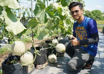 Nur Amirul Haakim Tumiran menunjukkan hasil tanaman rock melon yang diusahakannya bersama pelajar-pelajar lain di Taman Pertanian Universiti, Universiti Putra Malaysia (UPM).