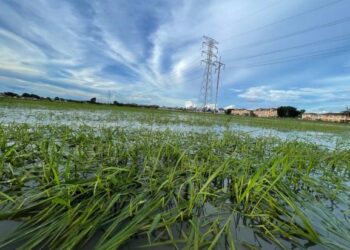PEMANDANGAN anak padi lembik dan patah setelah ditenggelami air selama beberapa hari akibat masalah saliran di Kampung Sena, Kangar Perlis hari ini.- UTUSAN