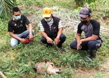 PENTERNAK Kampung Lubuk Periuk di Hulu Terengganu menemukan bangkai lembu yang dipercayai dibaham harimau belang pada Sabtu lalu.