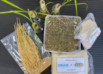 Padi NMR-152 dihasilkan menerusi aruhan sinaran gama- GAMBAR HIASAN