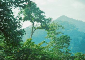Manusia perlu mencari jalan bagaimana ekosistem dunia perlu dipulihkan. _- GAMBAR HIASAN