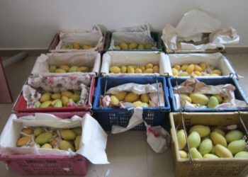 SEBAHAGIAN daripada mangga dirampas kerana tidak mematuhi syarat import di ICQS, Bukit Kayu Hitam, semalam.