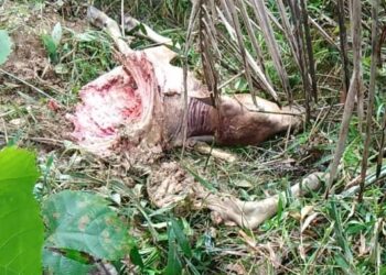 SEEKOR anak lembu betina milik Sumani Mohamad dibaham harimau di Kampung Lubuk Periuk, Hulu Terengganu malam tadi.