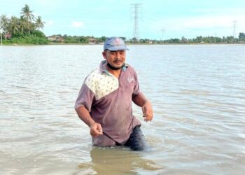 Mohd. Faizal Mohd. Arif masuk ke dalam sawahnya yang tenggelam sehingga paras pinggang di Kampung Sungai Bakong, Kangar, Perlis semalam. – UTUSAN/NAZLINA NADZARI
