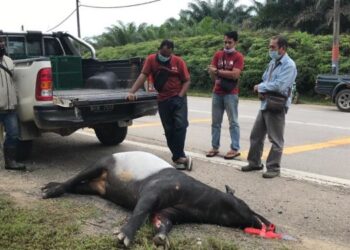 ORANG ramai melihat bangkai tapir jantan yang mati dilanggar kenderaan di Jalan Gua Musang-Kuala Krai berhampiran Felda Chiku 1, Gua Musang, Kelantan hari ini. 
UTUSAN/AIMUNI TUAN LAH