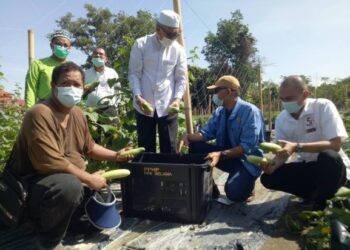 RAZMAN Zakaria (dua kiri) melawat pekebun yang menghadapi masalah untuk menjual timun di Changkat Jering hari ini. - UTUSAN/WAT KAMAL ABAS