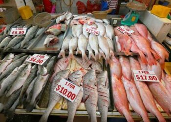 KEMENTERIAN Kesihatan mengesahkan tiada kaitan ikan dengan jangkitan Covid-19 melibatkan kluster di Pelabuhan Ikan Jurong. - AGENSI