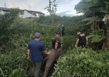 YURI yang terpisah daripada kumpulannya diselamatkan pasukan WRU JHL di Ladang Felda Sahabat 9 Baiduri Bayu, Lahad Datu, Sabah. - IHSAN JHL